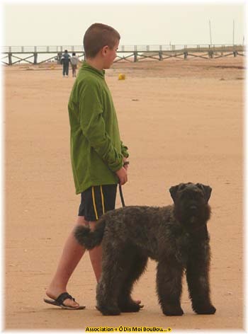 Bouvier des Flandres Association Ô Dis Moi BouBou